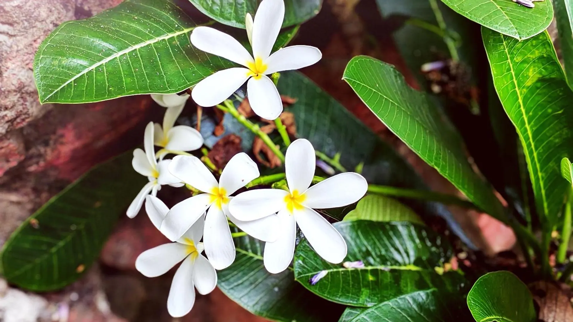 טריואנדרום Devi Ocean Spa-Ayurveda Hotel